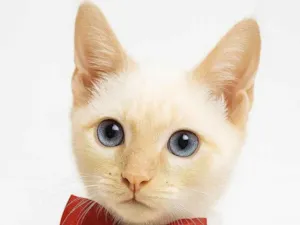 Gato raça SRD-ViraLata idade 2 a 6 meses nome Jean