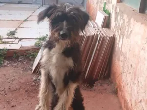 Cachorro raça SRD-ViraLata idade 7 a 11 meses nome Bolinha 