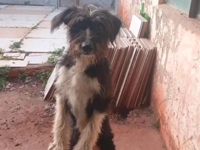 Cachorro raça SRD-ViraLata idade 7 a 11 meses nome Bolinha 