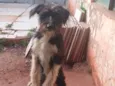Bolinha