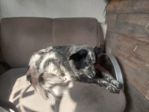 Cachorro raça Lhasa Apso idade 4 anos nome Medroso
