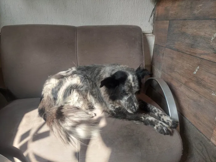 Cachorro ra a Lhasa Apso idade 4 anos nome Medroso