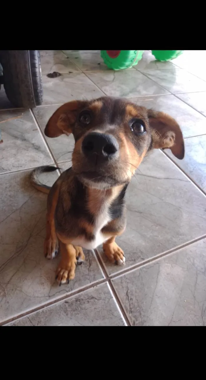Cachorro ra a Pinscher idade 7 a 11 meses nome Neguinha