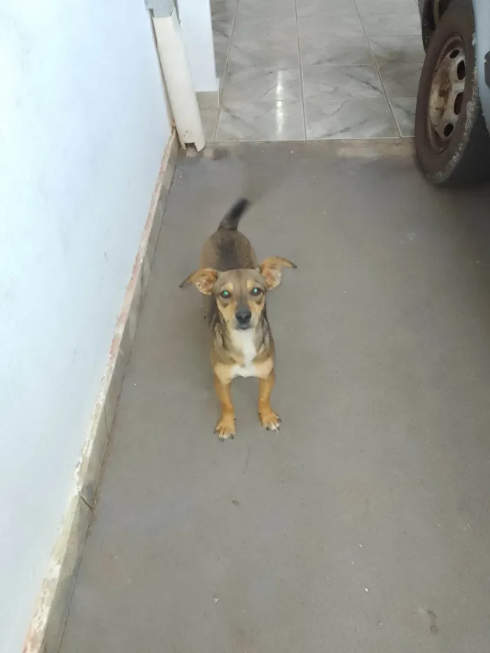 Cachorro ra a Pinscher idade 7 a 11 meses nome Neguinha