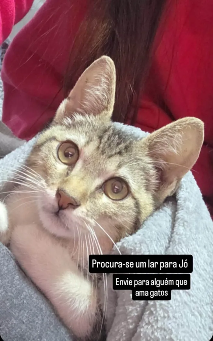 Gato ra a SRD-ViraLata idade 2 a 6 meses nome Jóo