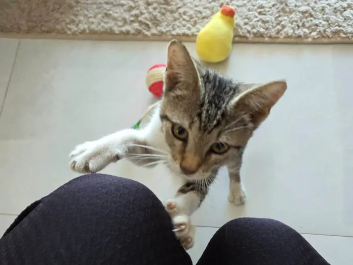 Gato ra a SRD-ViraLata idade 2 a 6 meses nome Jóo