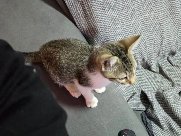 Gato ra a SRD-ViraLata idade 2 a 6 meses nome Jóo