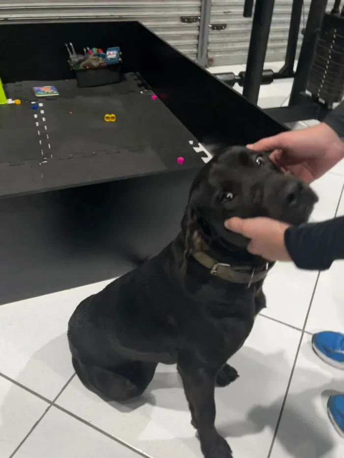 Cachorro ra a Labrador idade 1 ano nome Não tem nome ainda