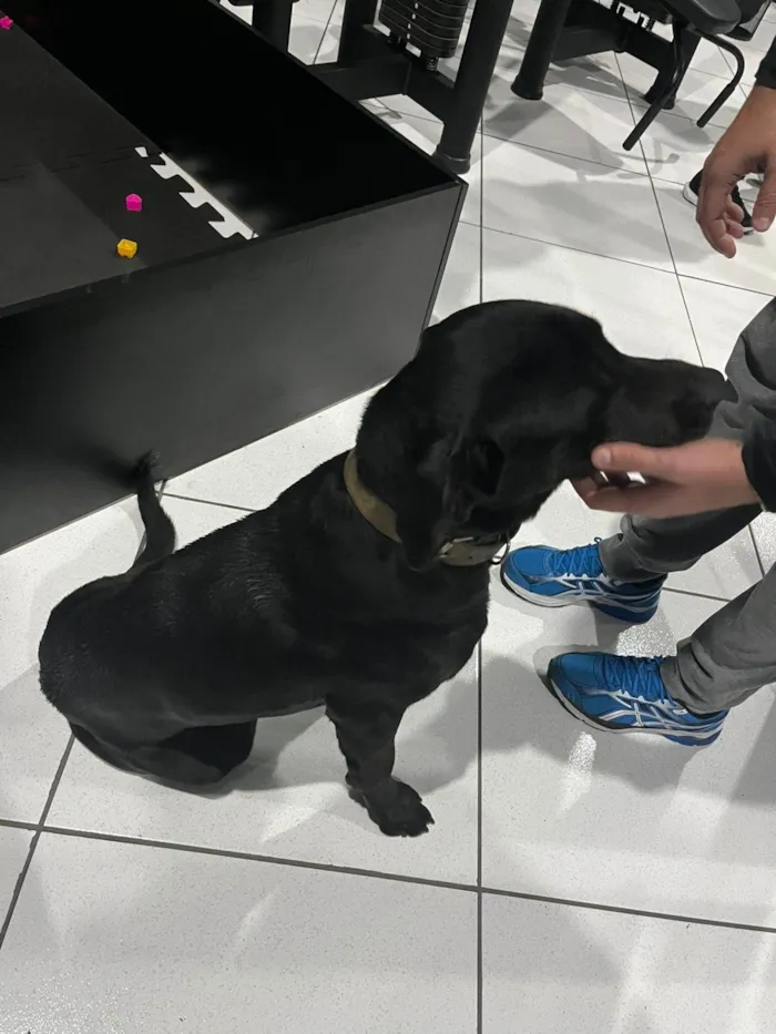 Cachorro ra a Labrador idade 1 ano nome Não tem nome ainda
