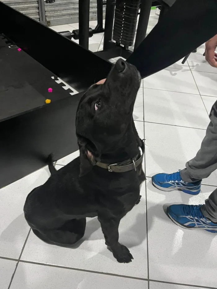 Cachorro ra a Labrador idade 1 ano nome Não tem nome ainda