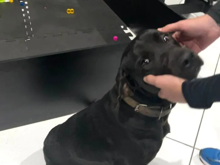 Cachorro ra a Labrador idade 1 ano nome Não tem nome ainda