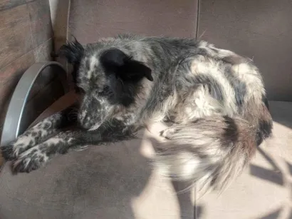 Cachorro raça Lhasa Apso idade 4 anos nome Medroso
