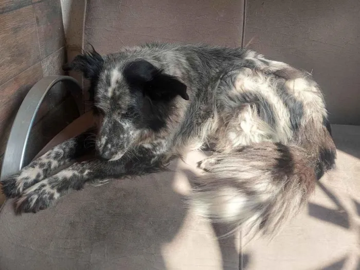 Cachorro ra a Lhasa Apso idade 4 anos nome Medroso