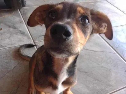 Cachorro raça Pinscher idade 7 a 11 meses nome Neguinha