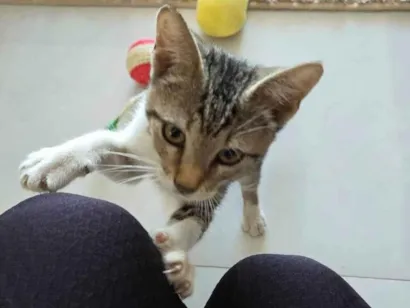 Gato raça SRD-ViraLata idade 2 a 6 meses nome Jóo
