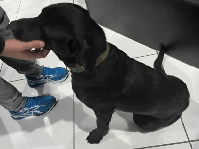 Cachorro raça Labrador idade 1 ano nome Não tem nome ainda