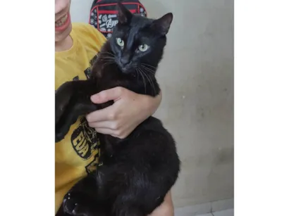 Gato raça SRD-ViraLata idade 5 anos nome Leon