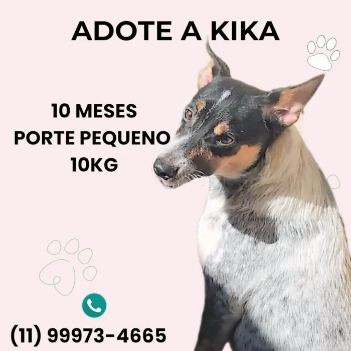 Cachorro ra a SRD-ViraLata idade 7 a 11 meses nome Kika