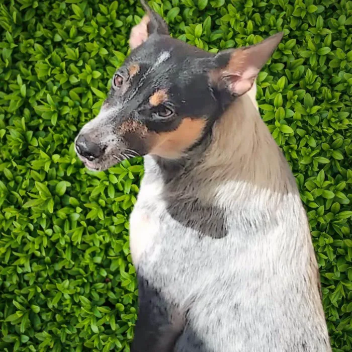 Cachorro ra a SRD-ViraLata idade 7 a 11 meses nome Kika