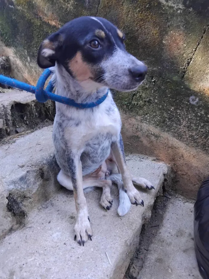 Cachorro ra a SRD-ViraLata idade 7 a 11 meses nome Kika