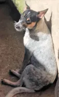 Kika