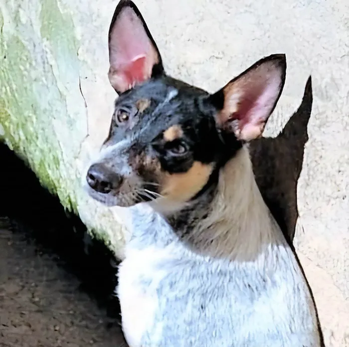 Cachorro ra a SRD-ViraLata idade 7 a 11 meses nome Kika