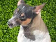 Kika