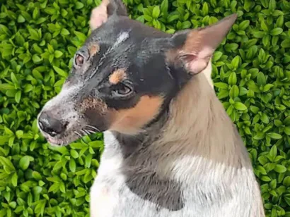 Cachorro raça SRD-ViraLata idade 7 a 11 meses nome Kika