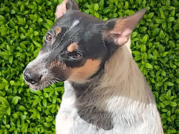 Cachorro ra a SRD-ViraLata idade 7 a 11 meses nome Kika