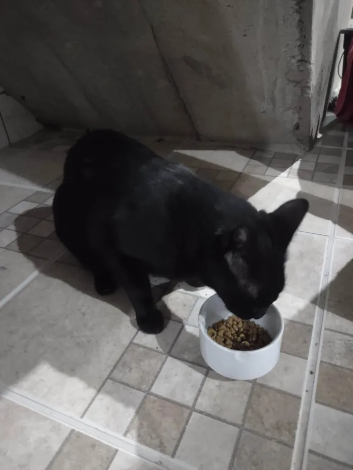 Gato ra a SRD-ViraLata idade 5 anos nome Leon