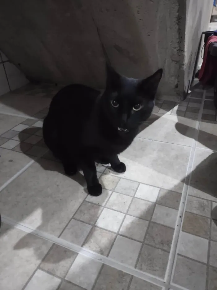 Gato ra a SRD-ViraLata idade 5 anos nome Leon