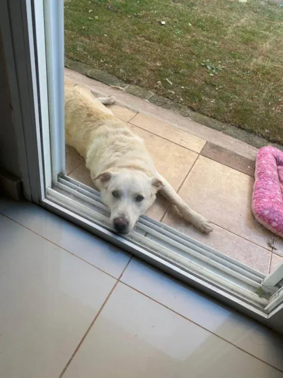 Cachorro raça Labrador idade 1 ano nome tobias