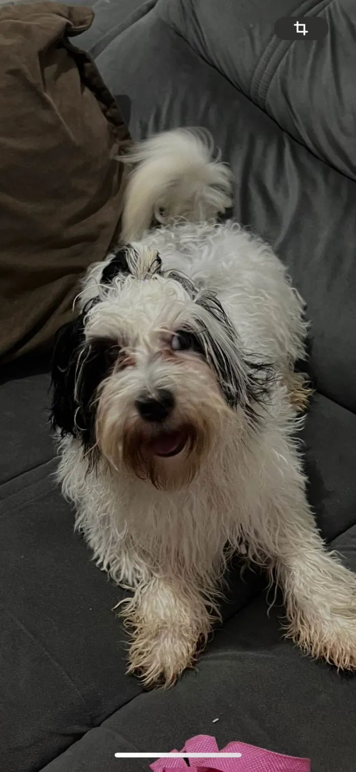 Cachorro ra a Shitzu idade 7 a 11 meses nome Tobias