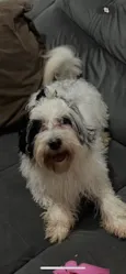 Tobias