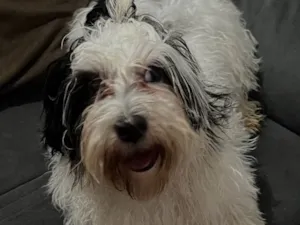 Cachorro raça Shitzu idade 7 a 11 meses nome Tobias