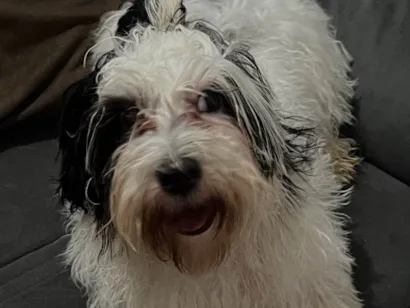 Cachorro raça Shitzu idade 7 a 11 meses nome Tobias