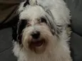Tobias