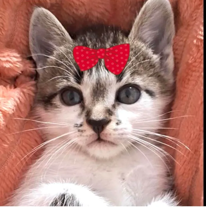 Gato ra a SRD-ViraLata idade 2 a 6 meses nome Sofia 