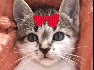 Gato raça SRD-ViraLata idade 2 a 6 meses nome Sofia 