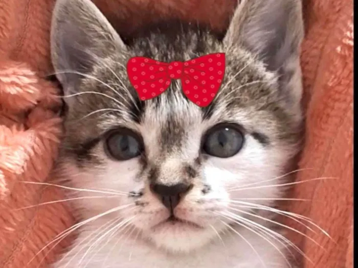 Gato ra a SRD-ViraLata idade 2 a 6 meses nome Sofia 