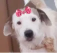 Lua