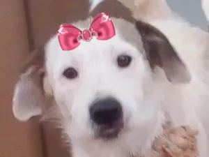 Cachorro raça Pastor Alemão idade 7 a 11 meses nome Lua 