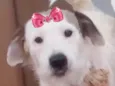 Lua