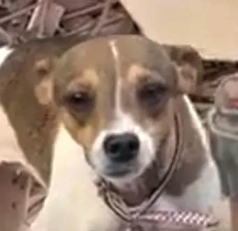 Cachorro ra a Pinscher idade 2 a 6 meses nome Nico 