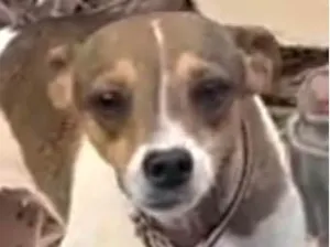 Cachorro raça Pinscher idade 2 a 6 meses nome Nico 