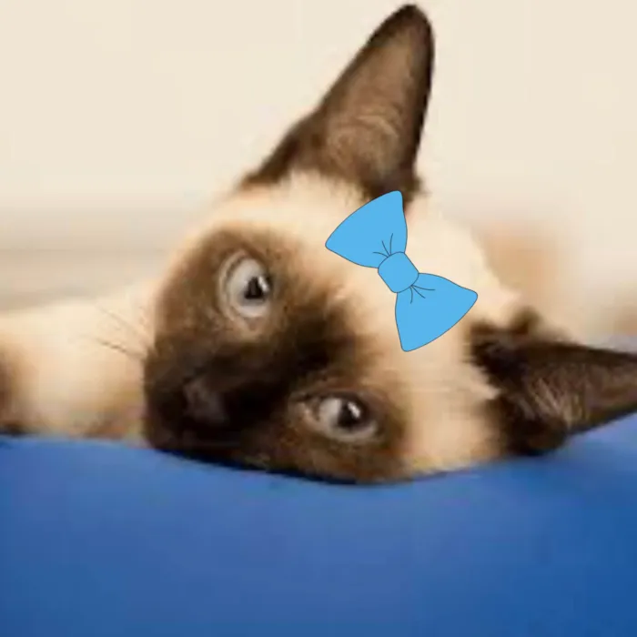 Gato ra a Siamês idade 2 a 6 meses nome Cristal 