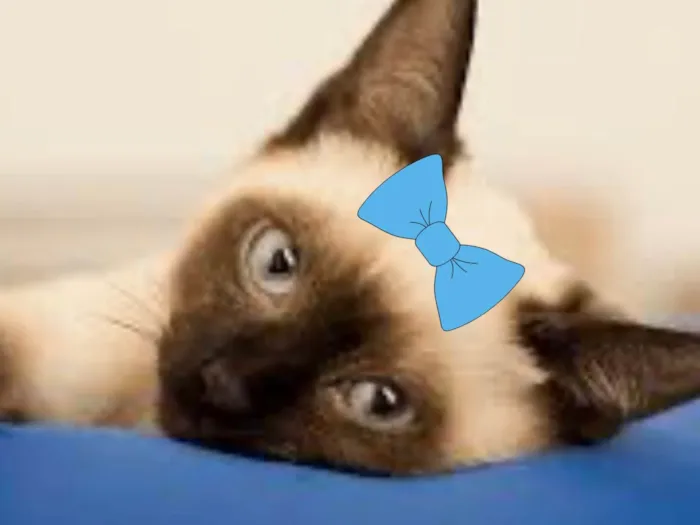 Gato ra a Siamês idade 2 a 6 meses nome Cristal 