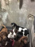 Apólo / Loki / Nina / pitica