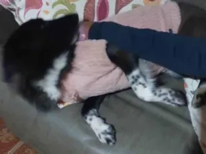 Cachorro raça SRD-ViraLata idade 4 anos nome Frida