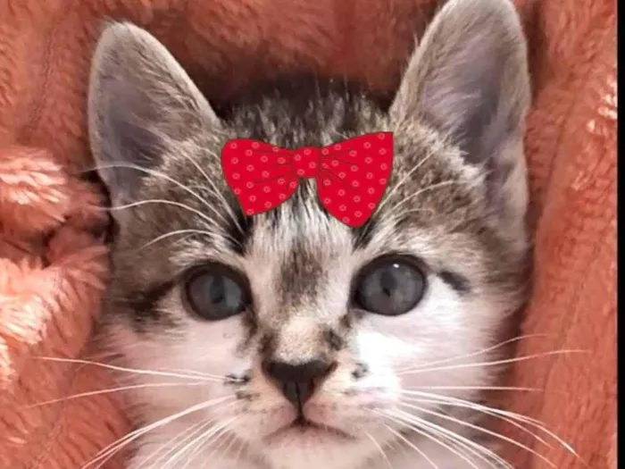 Gato ra a SRD-ViraLata idade 2 a 6 meses nome Sofia 